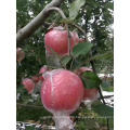 2021 Hot Sales New Season Fresh Sweet Fruit Red Fuji Apple